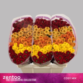 CHR S MIX COSY 55cm/1150g - D