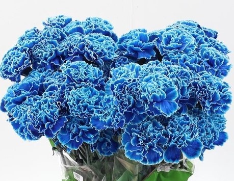 Di St Tinted Blue Monday - D