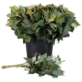 EUCA ROBUSTA 55cm - D