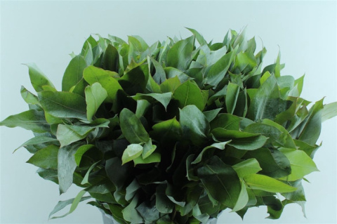 EUCA ROBUSTA 55cm - D