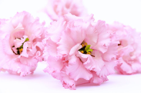 EUS G ALISSA LIGH PINK 72cm - D