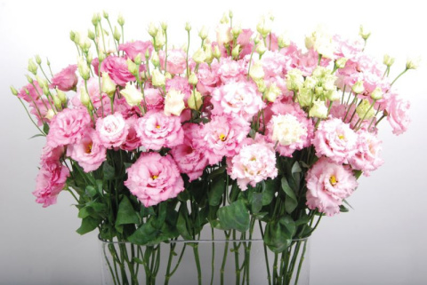 EUS G ALISSA LIGH PINK 72cm - D
