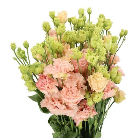 EUS G ALISSA PEACH 70cm - D