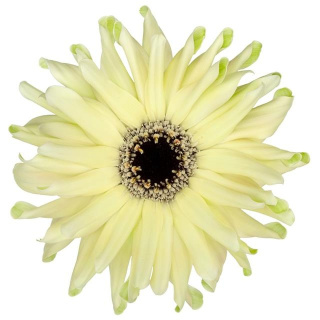 GE KV PASTINI SPRITZ 50cm - D