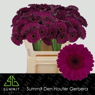 GE MI IMPACT 50cm - D