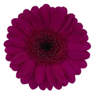 GE MI IMPACT 50cm - D