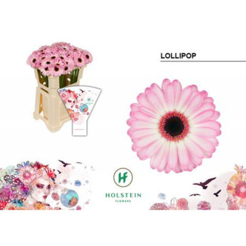 GE MI LOLLIPOP 50cm - D