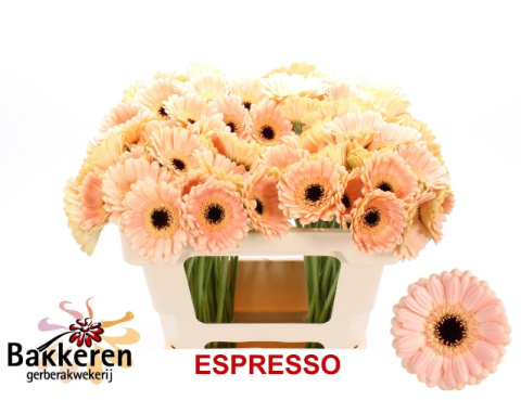 GE MI ESPRESSO 50cm - D
