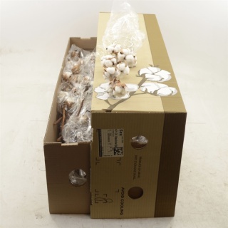 GOSS HIRSUTUM WHITE 70cm / 8B - PP