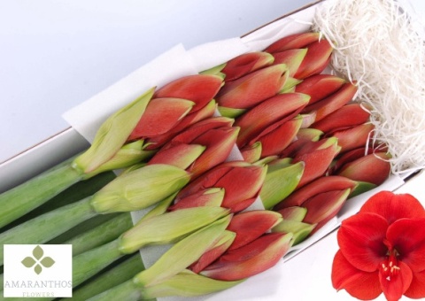 HIPP GA FERRARI 75cm - PROMO