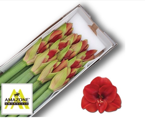 HIPP GA FERRARI 75cm - PROMO