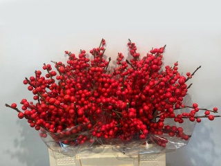 Ilex Ve Rode Bes 40cm - D