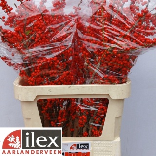 ILEX RED DREAM 90cm - D