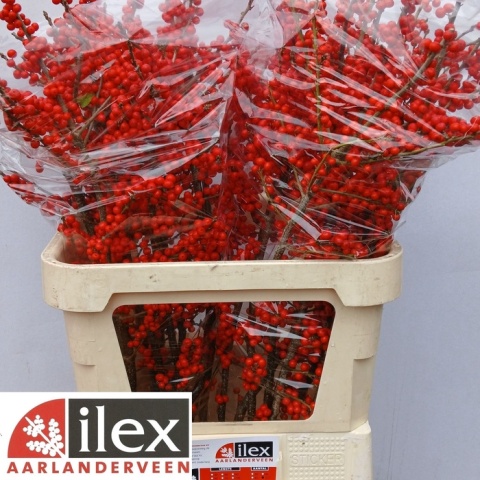 ILEX RED DREAM 90cm - D