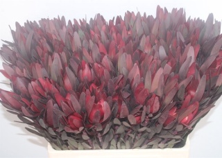 Leucad saf Sunset 60cm - D