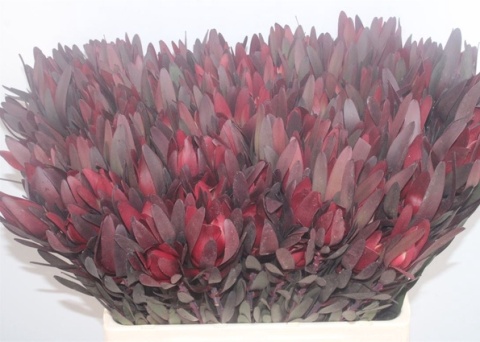 Leucad saf Sunset 60cm - D