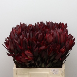 Leucad saf Sunset 60cm - D