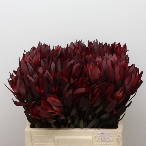 Leucad saf Sunset 60cm - D