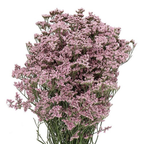 Limonium Saf Oshi Pink 60cm - D