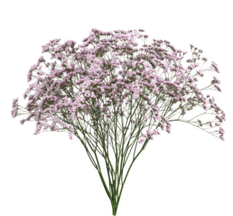 Limonium Saf Oshi Pink 60cm - D