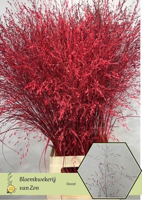 SIERGR Rood KLB H% 95cm - D