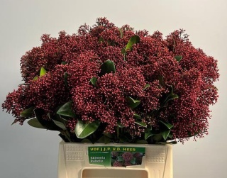 SKIM J RUBELLA BS 45cm - D