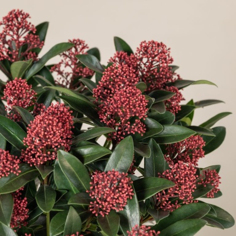 SKIM J RUBELLA 45cm/d15 - PROMO