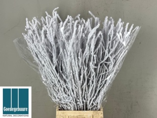 BETULA OV KLB H% 70cm - D