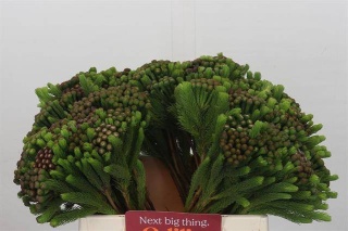 BRUN ALBIFLORA 40cm - D