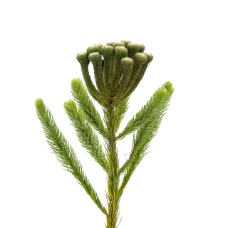 BRUN ALBIFLORA 40cm - D