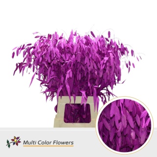Chasmanthium Erica 70cm - D
