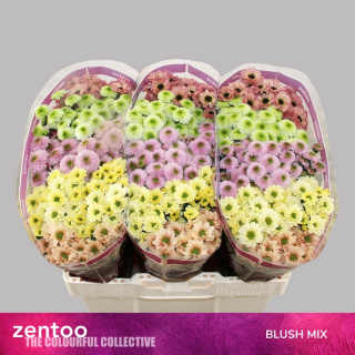 CHR S MIX BLUSH 55cm/1100G - D