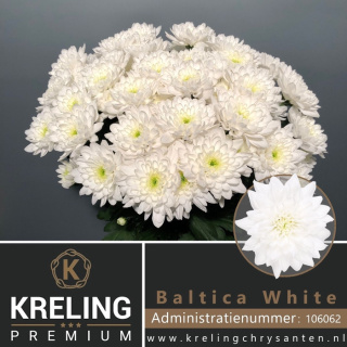 CHR T BALTICA 70cm/95G - D