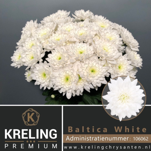 CHR T BALTICA 70cm/95G - D