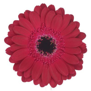 GE MI DIANA 50cm - D