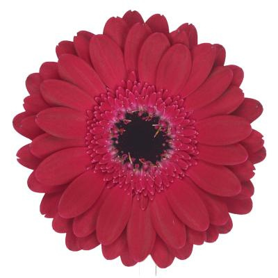 GE MI DIANA 50cm - D