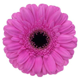 GE MI DOLCETTO 50cm - D
