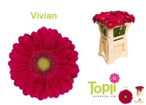 GE MI VIVIAN 50cm - D