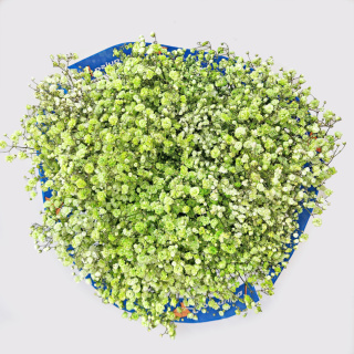 Gipsówka Zielone Jabuszko 70cm-750 gr