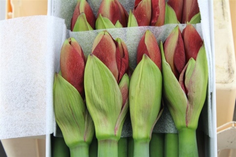 HIPP GA FERRARI 80cm - D