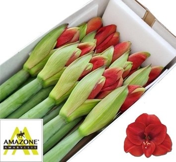 HIPP GA FERRARI 85cm - D