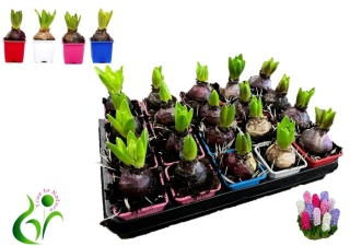 HYACIN GEM 4 KL 12cm - D