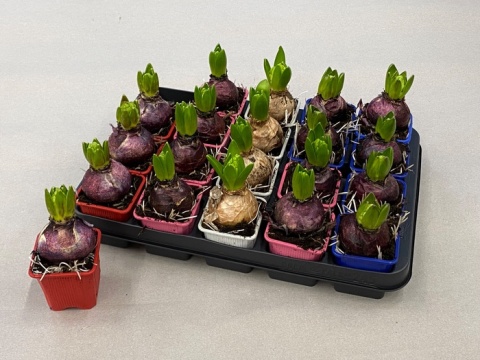 HYACIN GEM 4 KL 12cm - D