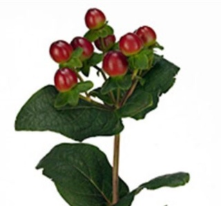 HYP MAG SEASONS 60cm - D