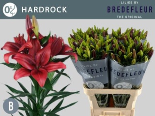 LI LA HARDROCK 4+ 90cm - D