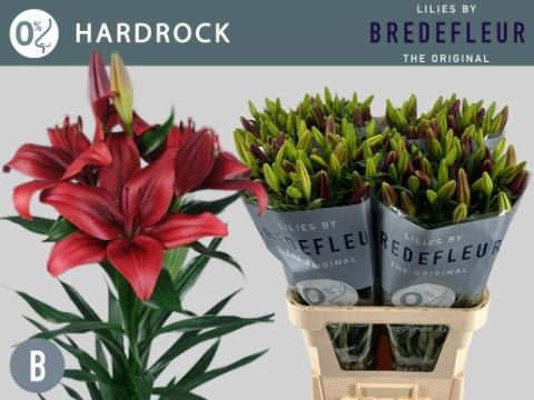 LI LA HARDROCK 4+ 90cm - D