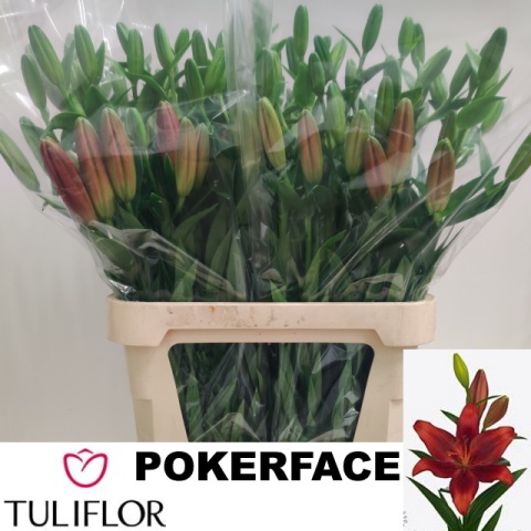 LI LA POKERFACE 4+ 90cm - D