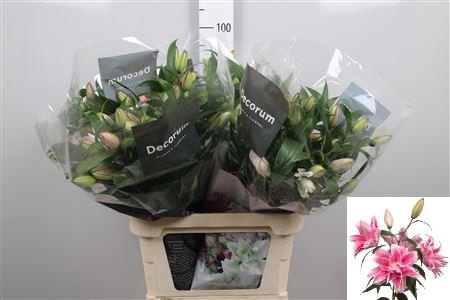 LI OR DU ROSELILY ISABELLA Extra 5+ 95cm - D