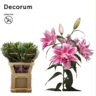LI OR DU ROSELILY ISABELLA Extra 5+ 95cm - D