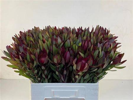 Leucad saf Sunset 60cm - D